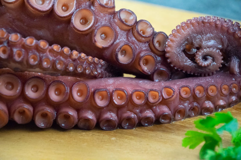 close up on octopus tentacle
