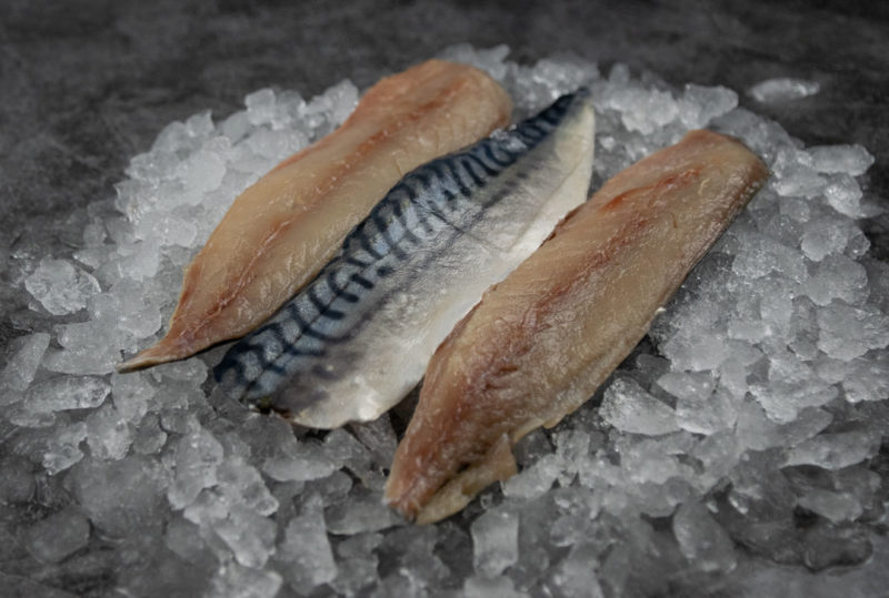 close up cornish mackerel