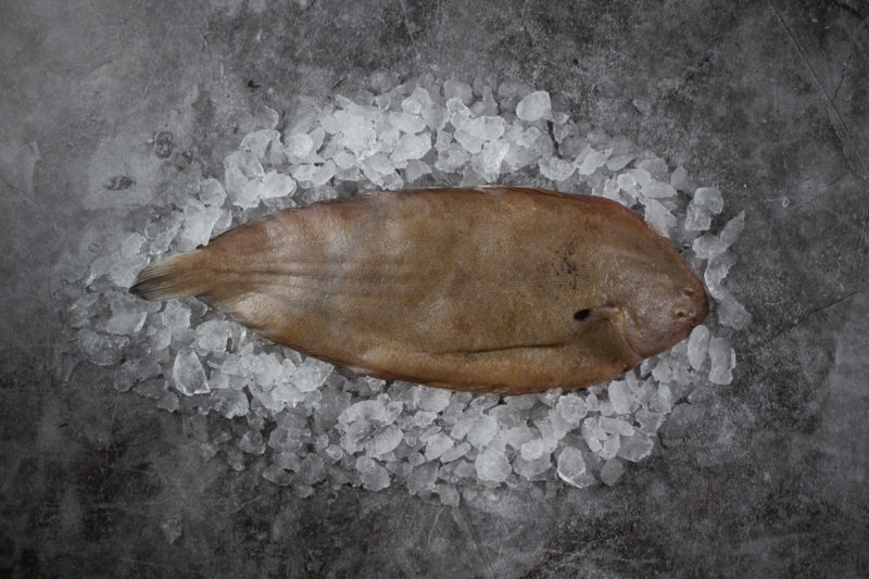 dover sole on ice