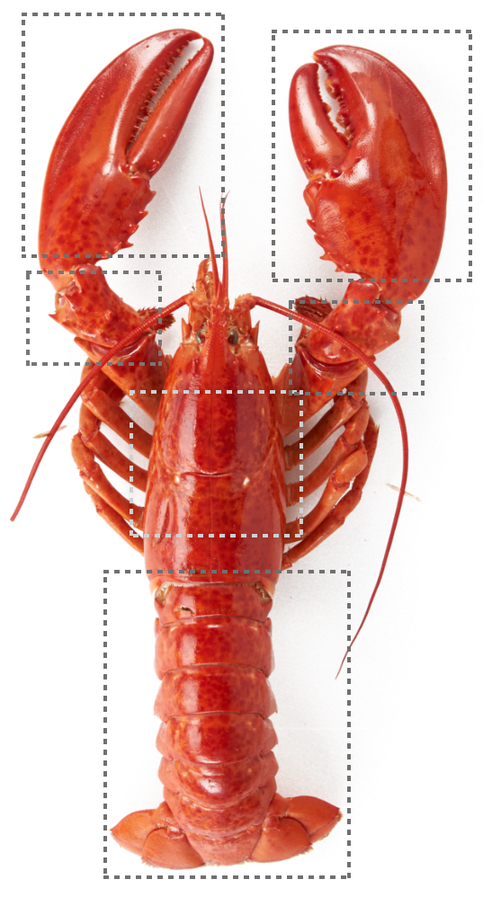 lobster-diagram