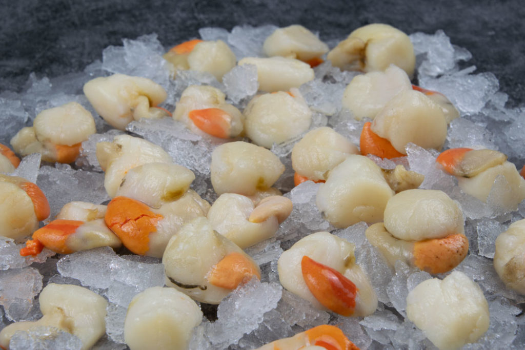 Queen Scallops Roeon (600g) Seafood By Sykes