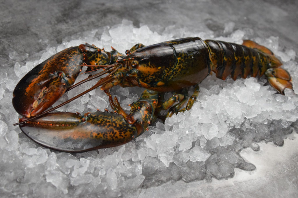 Raw Whole Canadian Lobster (550g) Seafood By Sykes